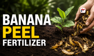 How to Make and Use Homemade Banana Peel Fertilizer for Indoor Plants